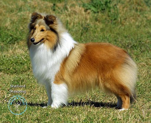 Shetland Sheepdog 9P033D-220.JPG